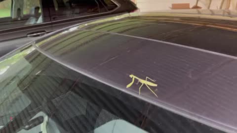 Praying mantis on the car!