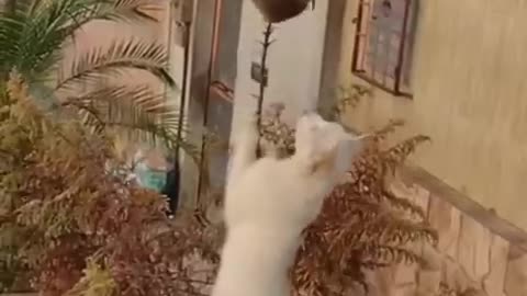 Very funny animal video