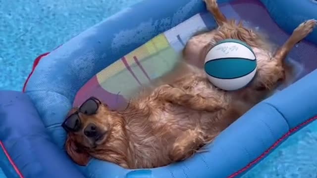 This is the funniest Golden retriever Dog you'll ever meet.