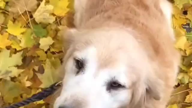 HAPPY DOG