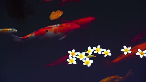 There are hundreds of fish in the pool, all of which are like swimming in the air.