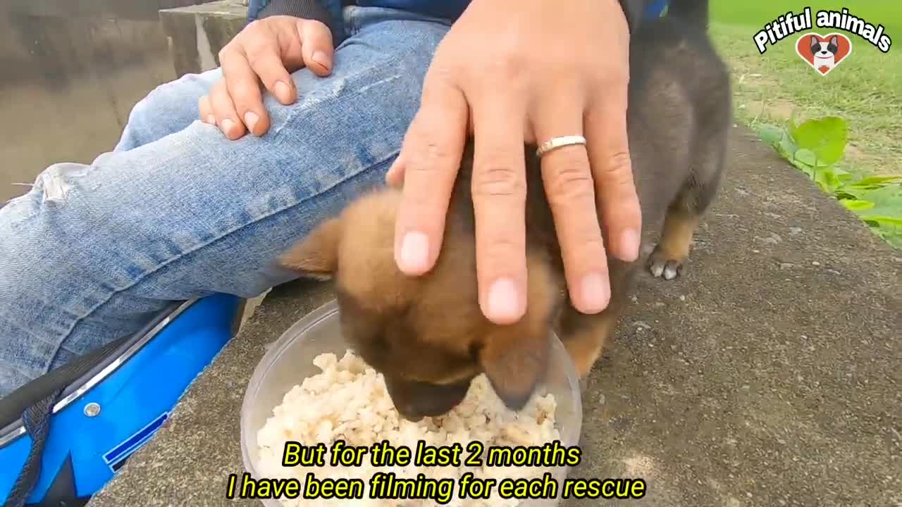 Pitiful Animals | Rescue Little Dog Abandoned By Its Owner Trapped In Large Rocks And No One Cared