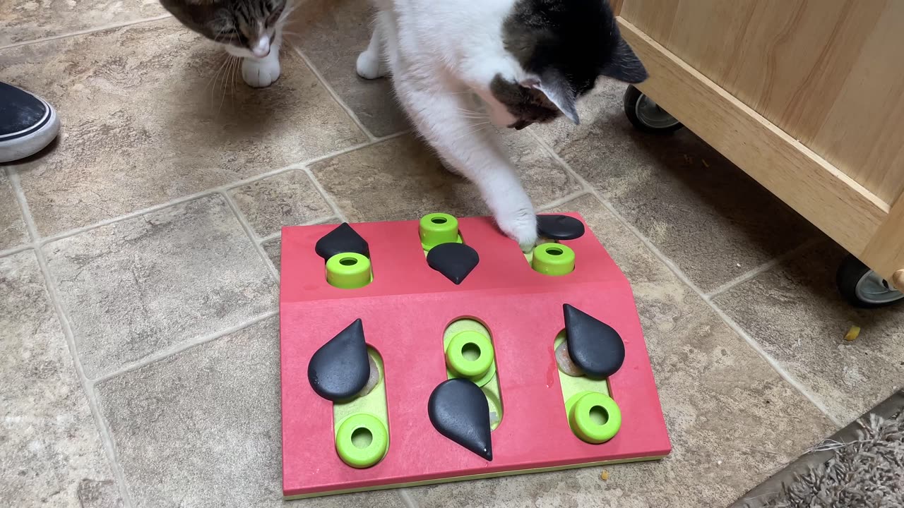 Cat Watermelon Puzzle Toy Review