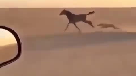 Horse vs Cheetah race