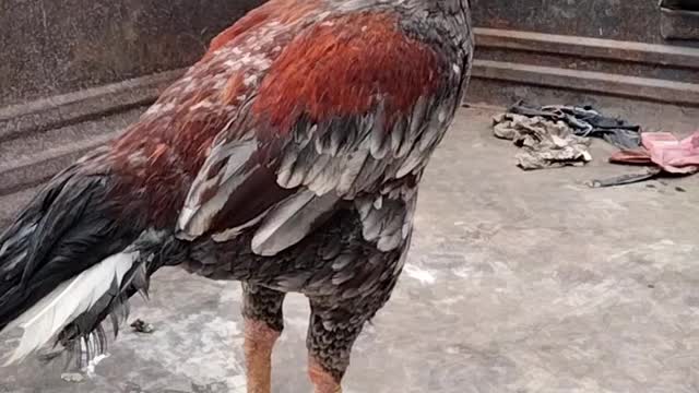 Beautiful Rooster 🐓 Video By Kingdom Of Awais