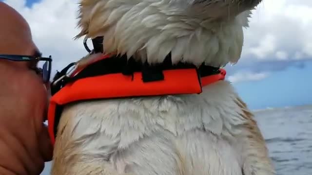 Shiba Inu Air Swims When It Is Held Above Water