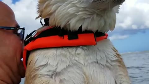 Shiba Inu Air Swims When It Is Held Above Water