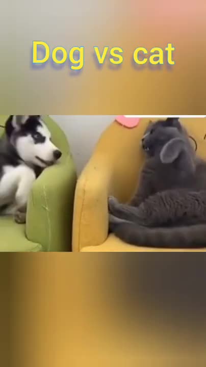 Funny wild animals Dog vs cat