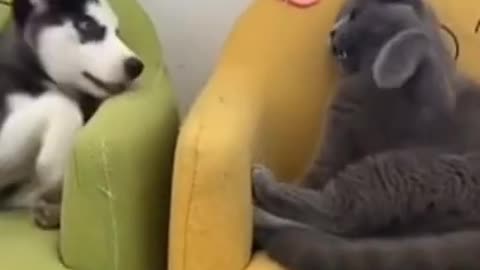 Funny wild animals Dog vs cat
