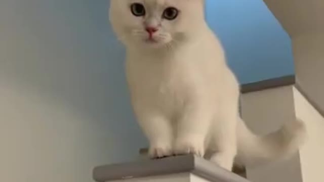 Cute Cat Laughing