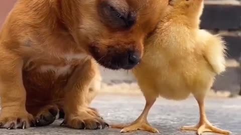 A chick holding a puppy asleep