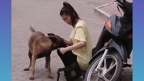 192.♥️🐕Smart Dog Video 2021 _-06-_ #short