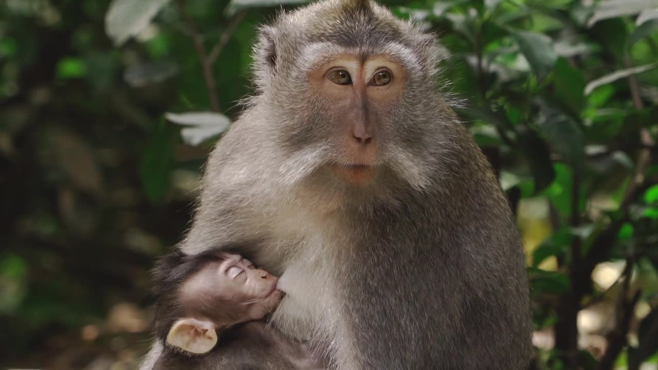 How To Make Fun With Monkeys - Everyday Monkey Funny Videos