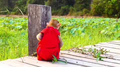 Baby mongkey playing with his bestfriend it fun