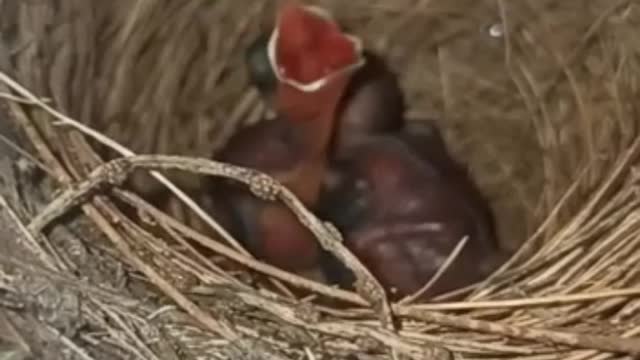 Awesome video of a baby bird