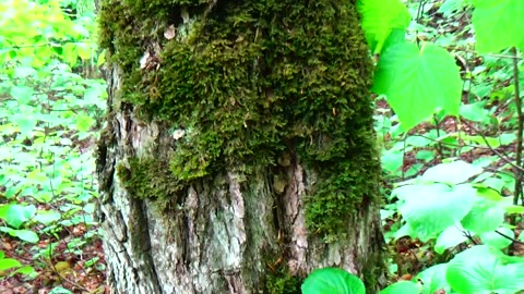 Lichen