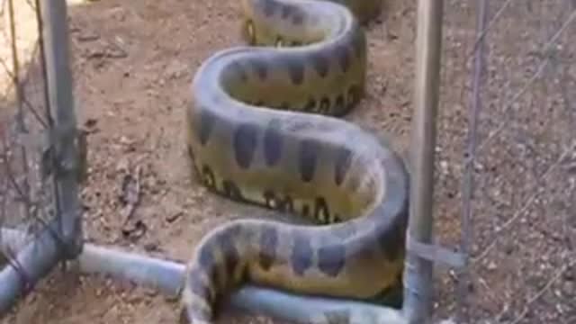 Big Snake Go Inside The Baby Chicken cage / Rumble & Funny Animals