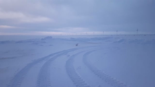 Arctic Fox runs on the tundra