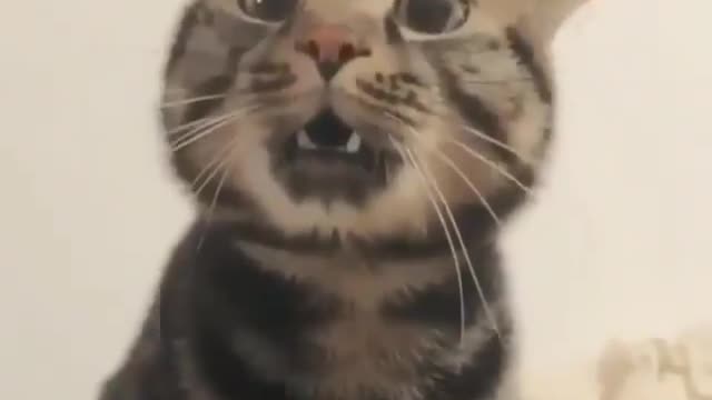 Funny and Cute Cats Videos #145 │ Gadis Sekarwangi