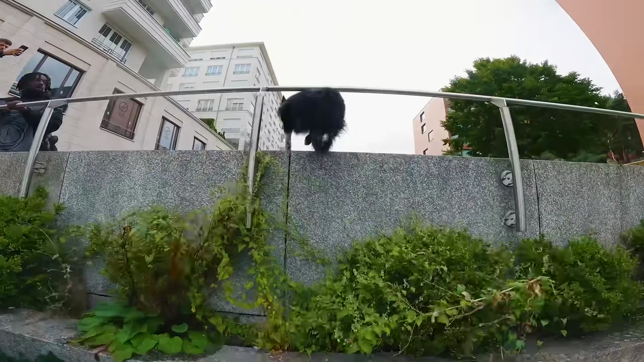 PARKOUR DOG is BETTER THAN YOU!