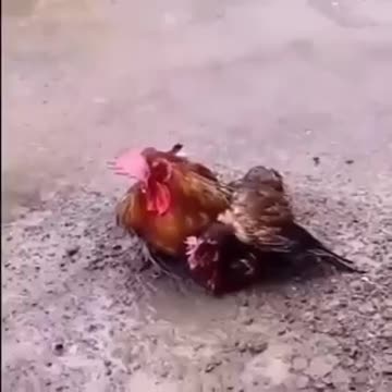 couple chicken stay together under the rain.mp4
