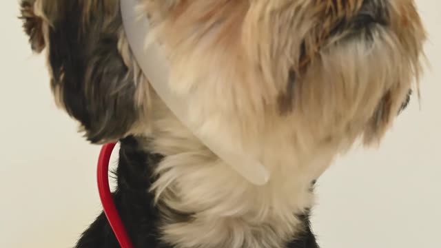 Puppy Hilariously Helping Nurses