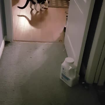 Hermoso gato adora jugar todo el día a atrapar