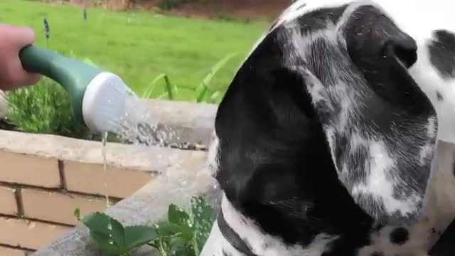 Blue Great Dane Dog Funny Videos 168 - The Great Dane Puppies Video - Great Dane Compilation