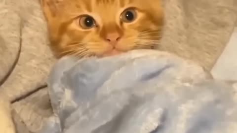 rooster & cat friendship