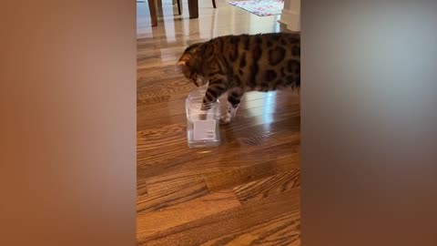 Funniest Cat Videos In The World
