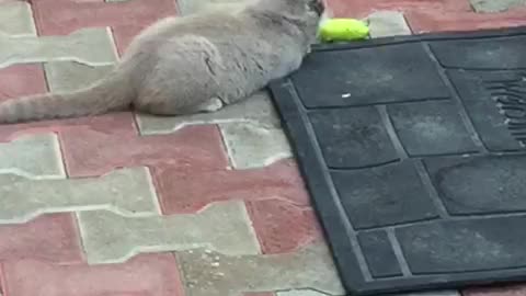 Funny cat jumping