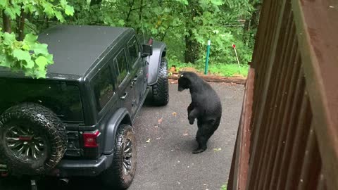 Dad Voice Works to Scare Bear Away