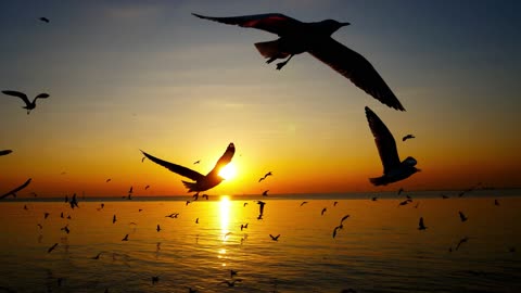 Serenity Unveiled: A Journey Through Nature's Symphony