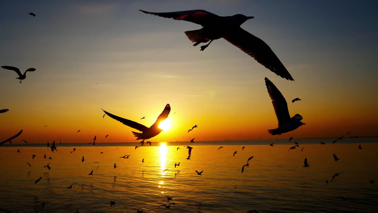 Serenity Unveiled: A Journey Through Nature's Symphony