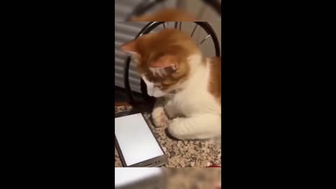 Funny animals - Funny cats / dogs - Funny animal videos 2023 - Part 60/Haypyy Pett