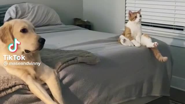 Cat and dog