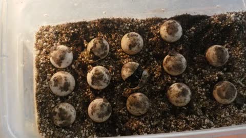 Babies are hatching