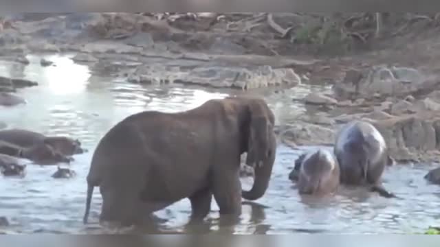 Hippo ready to bite elephant tail