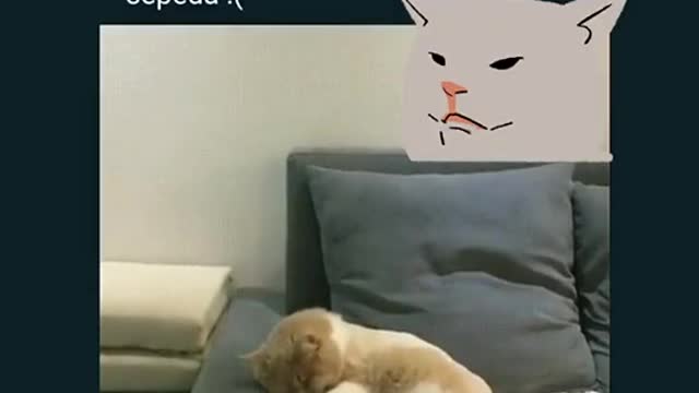 a cat who dreams of falling off a bicycle