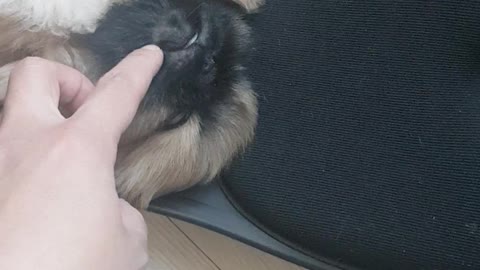 Baby puppy is so sleepy