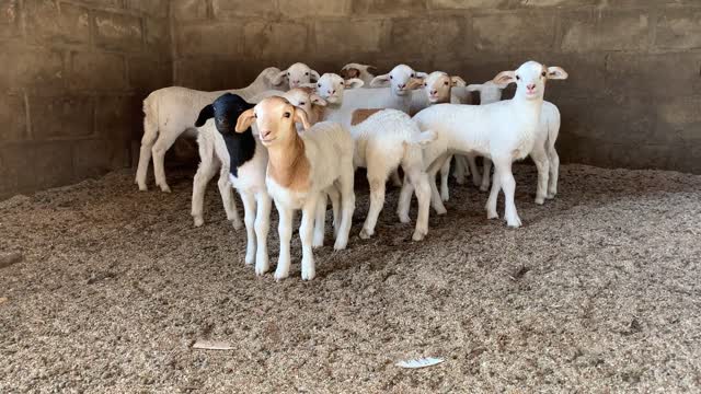 baby goats together