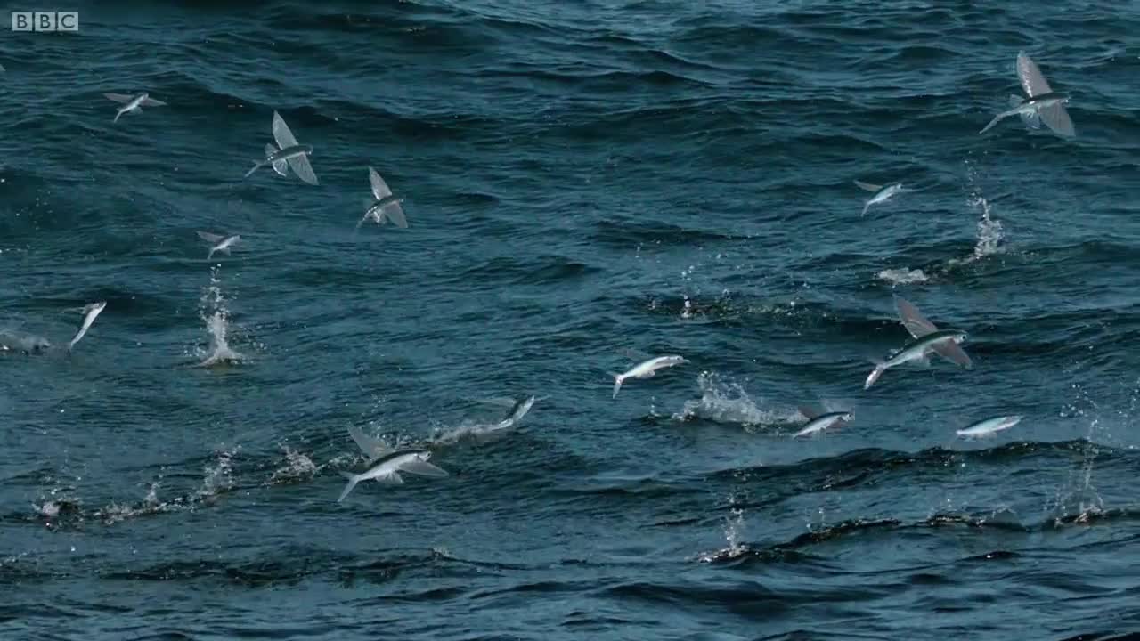 Flying Fish Picked Off From Above And Below