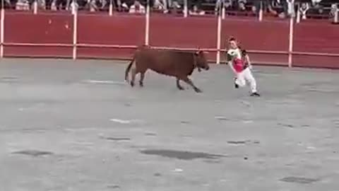 Bull fight