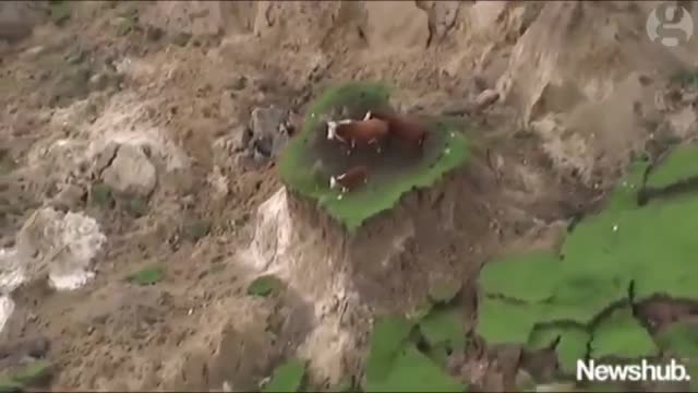 Cows stranded on ‘island’ after New Zealand earthquake – aerial video