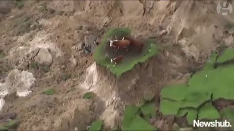 Cows stranded on ‘island’ after New Zealand earthquake – aerial video