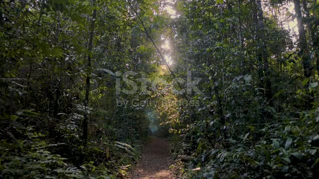 A paz na natureza