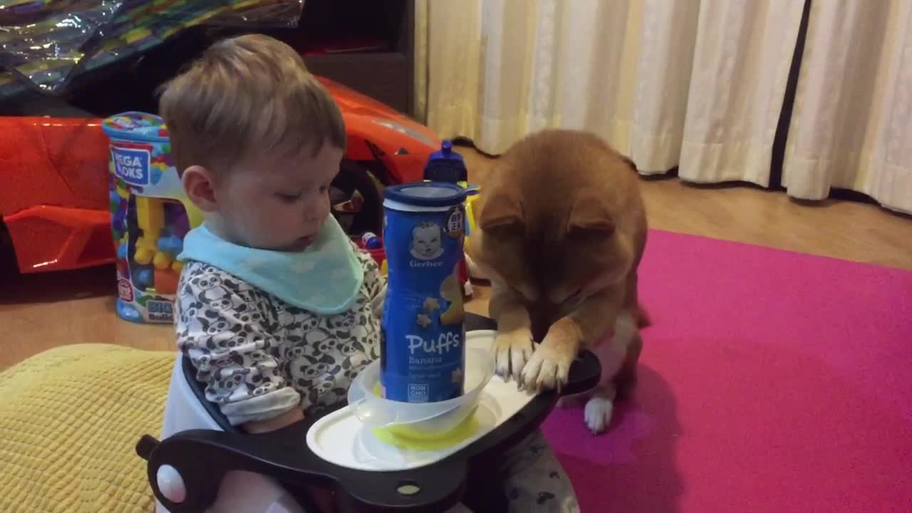 Shiba Inu respectfully bows for little boy's scraps