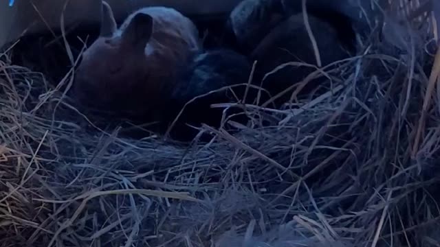 New Baby Bunny's Rabbits