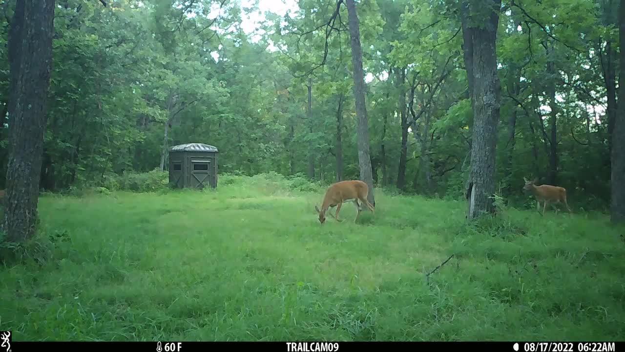 Visiting doe