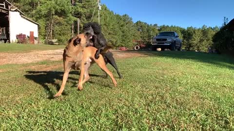 Dance of the poodle and Malinois